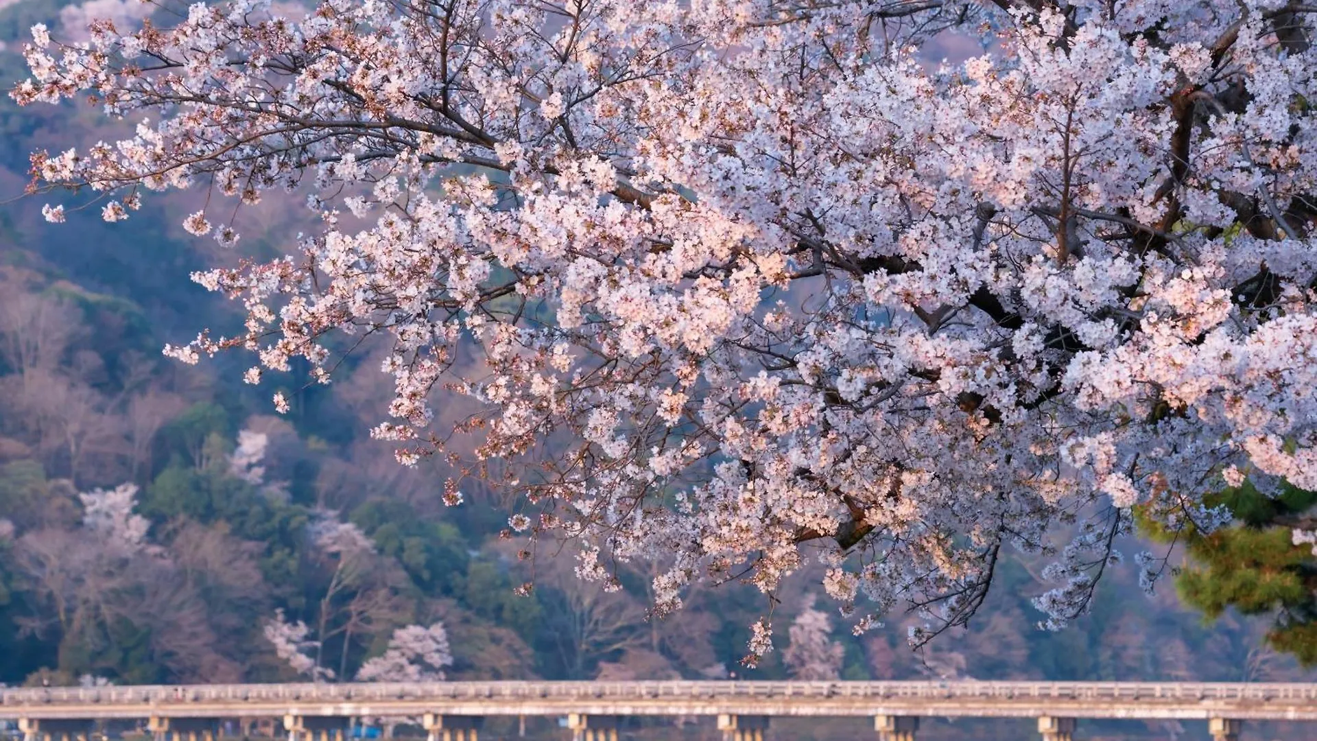 The Blossom Kyoto 4*,